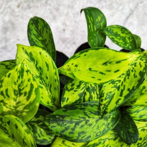 Dieffenbachia CROCODILE