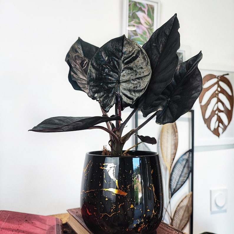 Alocasia Inferalis BLACK MAGIC image 2