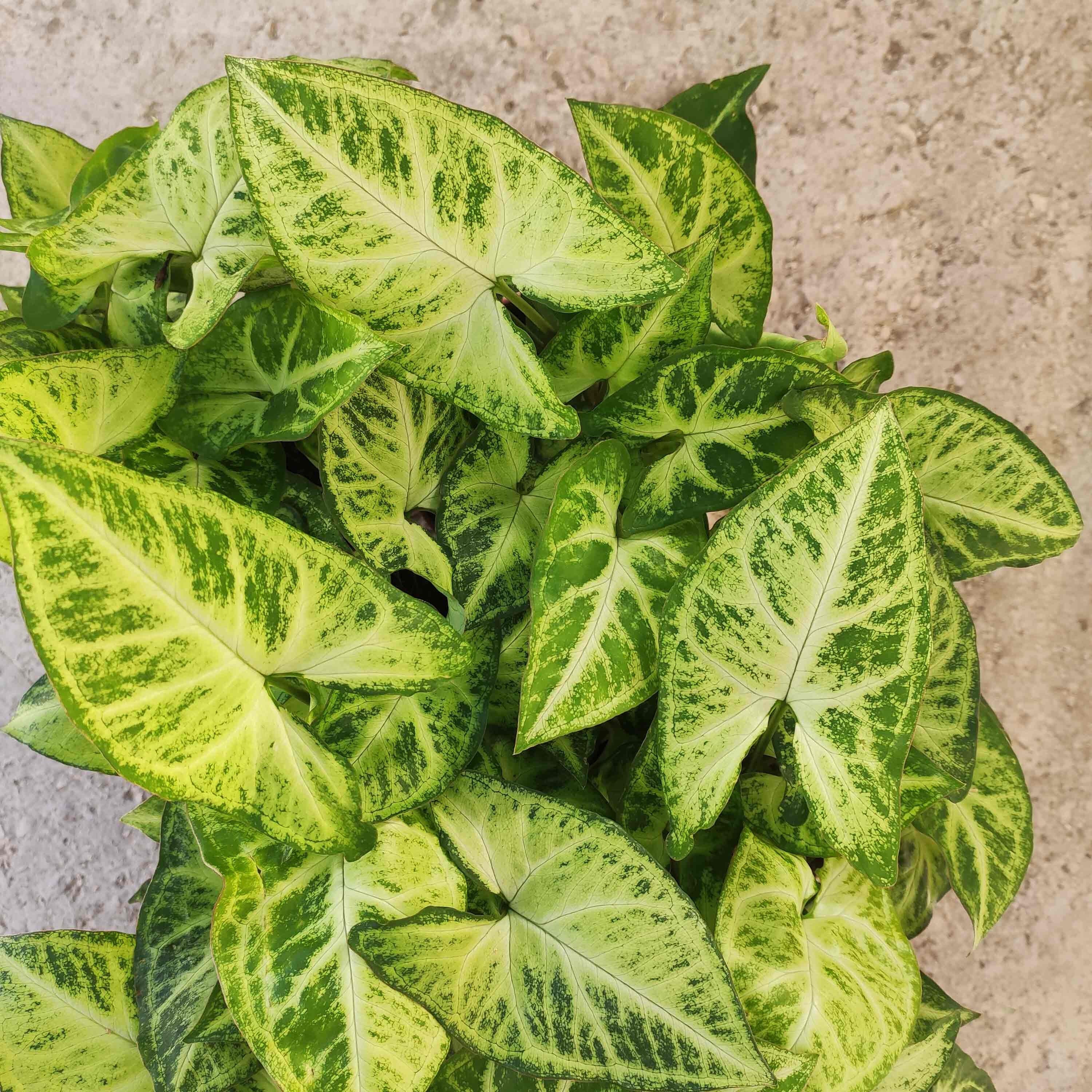 Syngonium Podophyllum Arrow