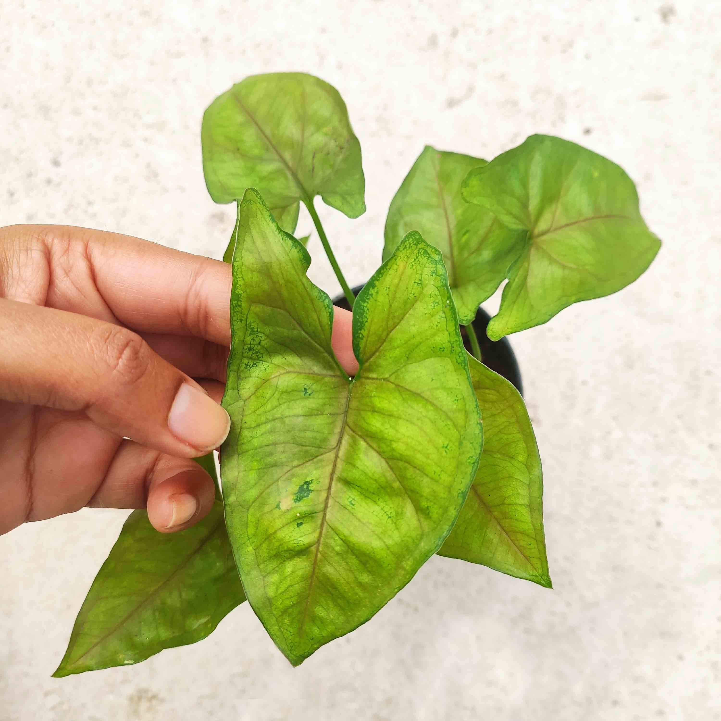 Syngonium Berry Allusion, Large Bouture de Syngonium Panachée Verte et Blanche avec Nerves Roses