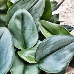Scindapsus TREUBII MOONLIGHT - boutures de Scindapsus treubii 3 feuilles minimum- Rare scindapsus pothos argent