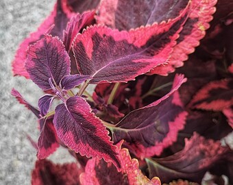 Coleus Wizard Velvet, Whole Plant