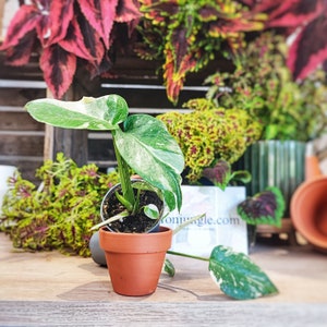 Monstera Thai Constellation