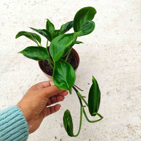 Epipremnum Aureum Shangri La - Pothos shangri la - GODZILLA POTHOS- Très belle choix disponible