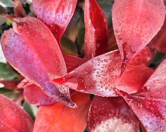Philodendron RED SUN, Zeer mooie felrode stekken geworteld in aarde