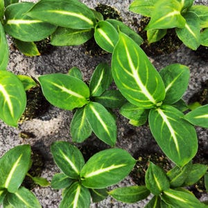 Dieffenbachia Sterling – Easy-Care Tropical Elegance