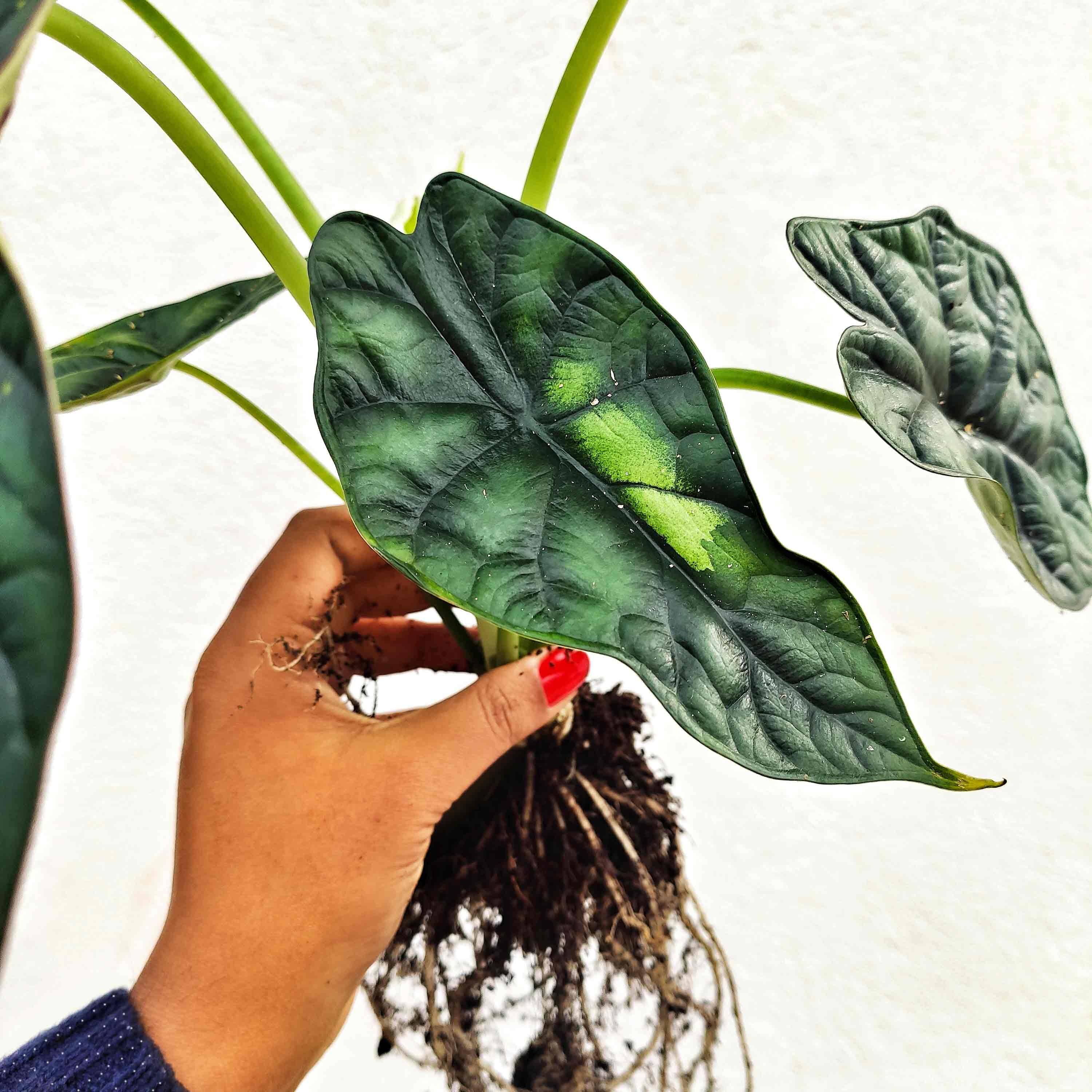 Rare Alocasia Dragon Scale Bouture Entre 4-6 Feuilles, Magnifique Feuilles Épaisses, Plante Nerveuse