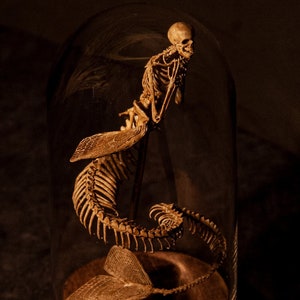 Mermaid skeleton, curiosity cabinet image 1