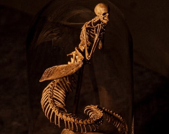 Mermaid skeleton, curiosity cabinet