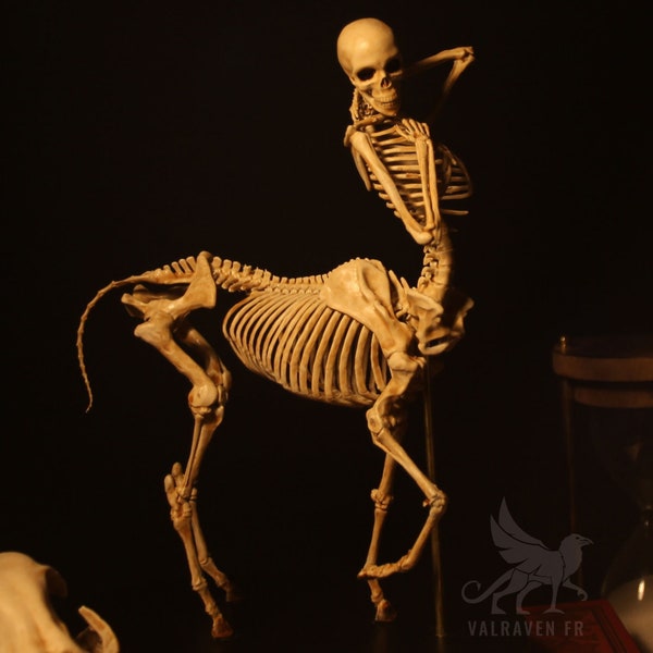 Centaur skeleton, curiosity cabinet