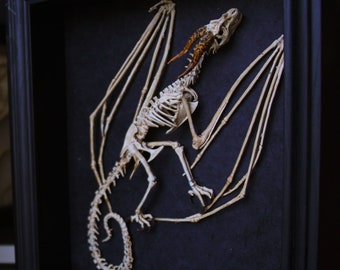 Wyvern skeleton in a frame, curiosity cabinet