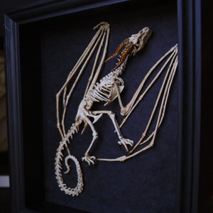 Wyvern skeleton in a frame, curiosity cabinet