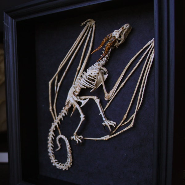Wyvern-skelet in een lijst, rariteitenkabinet