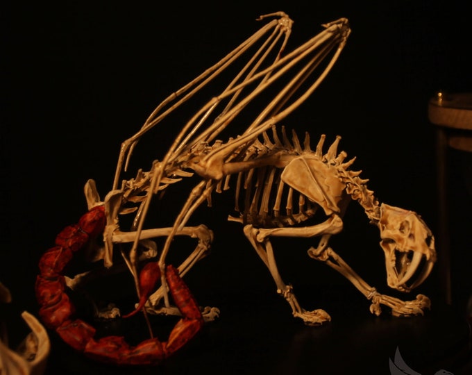 Manticora Skeleton, Curiosity Cabinet - Etsy