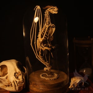 Wyvern skeleton, curiosity cabinet