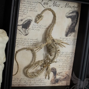 Può includere: Un'illustrazione incorniciata dello scheletro del mostro di Loch Ness con testo sulle caratteristiche della creatura. L'illustrazione è su uno sfondo crema con testo nero. La cornice è nera.