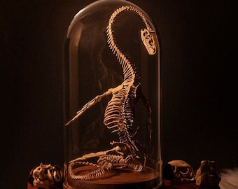 Loch Ness skeleton, curiosity cabinet