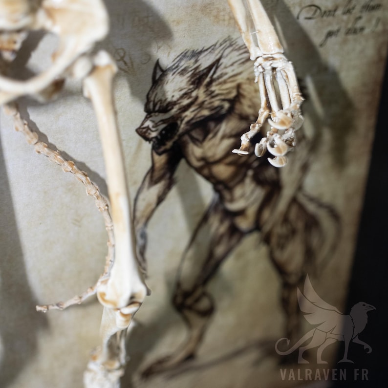 Werewolf Skeleton in a Frame, Curiosity Cabinet - Etsy