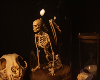 Sphinx skeleton, curiosity cabinet