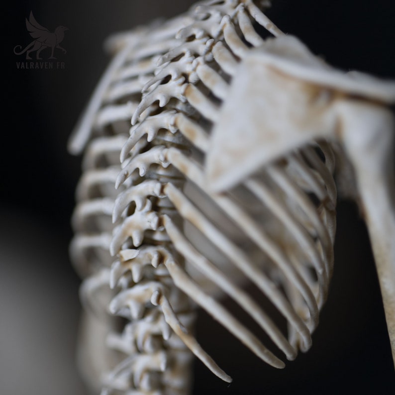 Mermaid skeleton, curiosity cabinet image 4