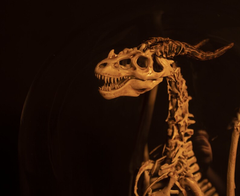 Wyvern Skeleton Curiosity Cabinet | Etsy
