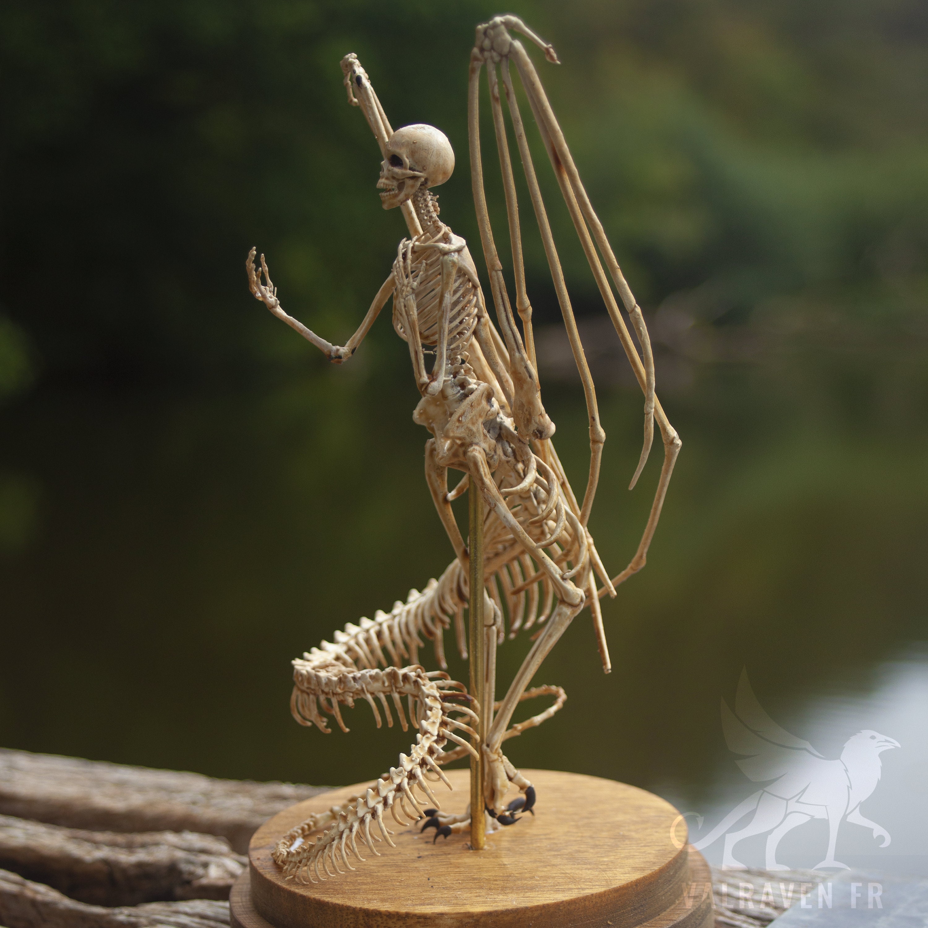 Melusina Skeleton, Curiosity Cabinet - Etsy