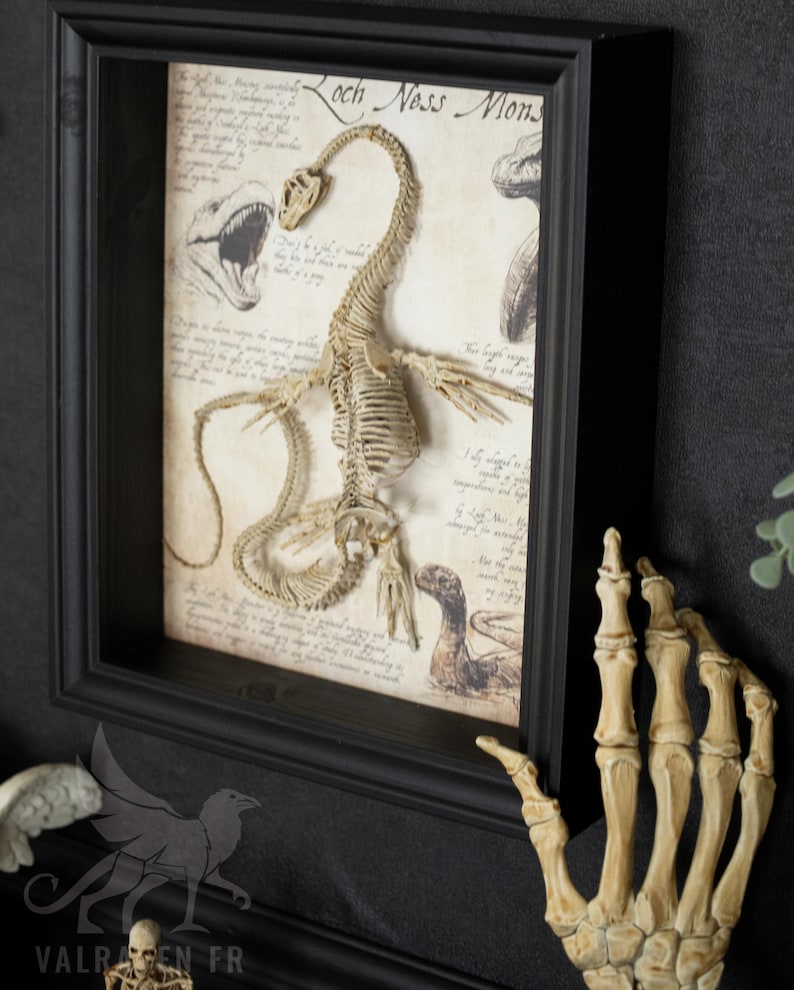 Op de afbeelding: Een ingelijste illustratie van een skelet van een Loch Ness Monster met handgeschreven tekst over het wezen. De lijst is zwart en de illustratie is op cr&egrave;mekleurig papier.
