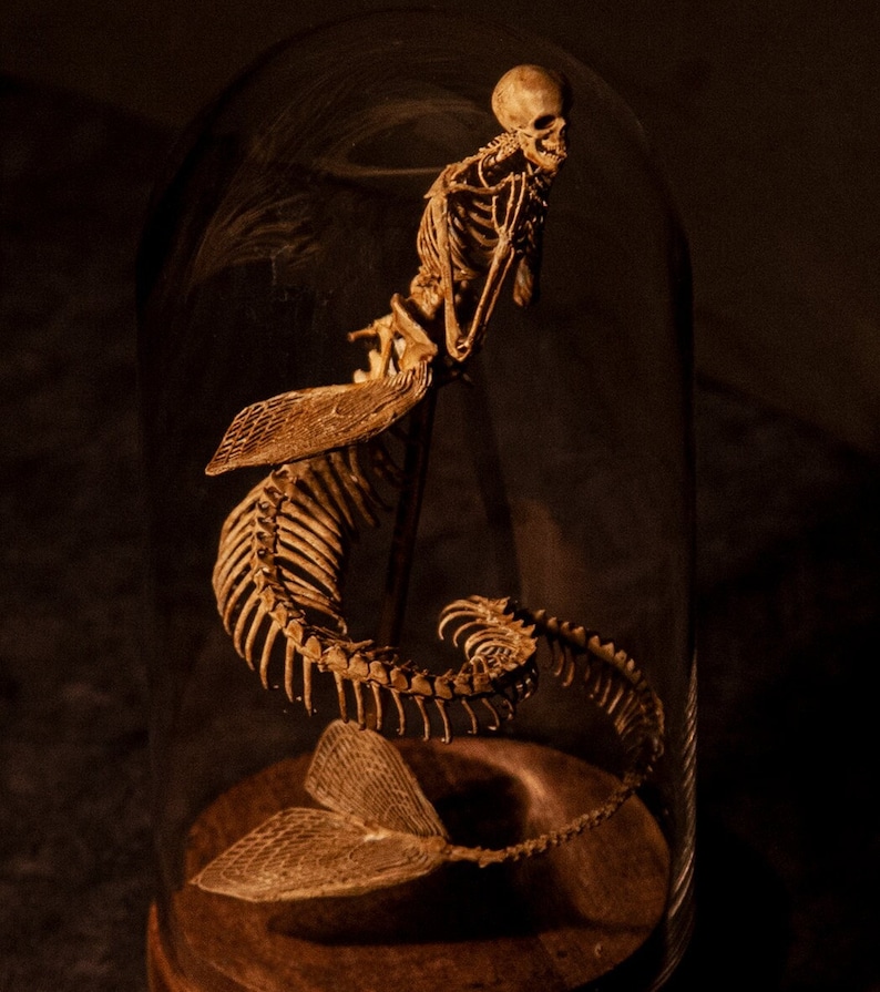 Mermaid skeleton, curiosity cabinet image 1