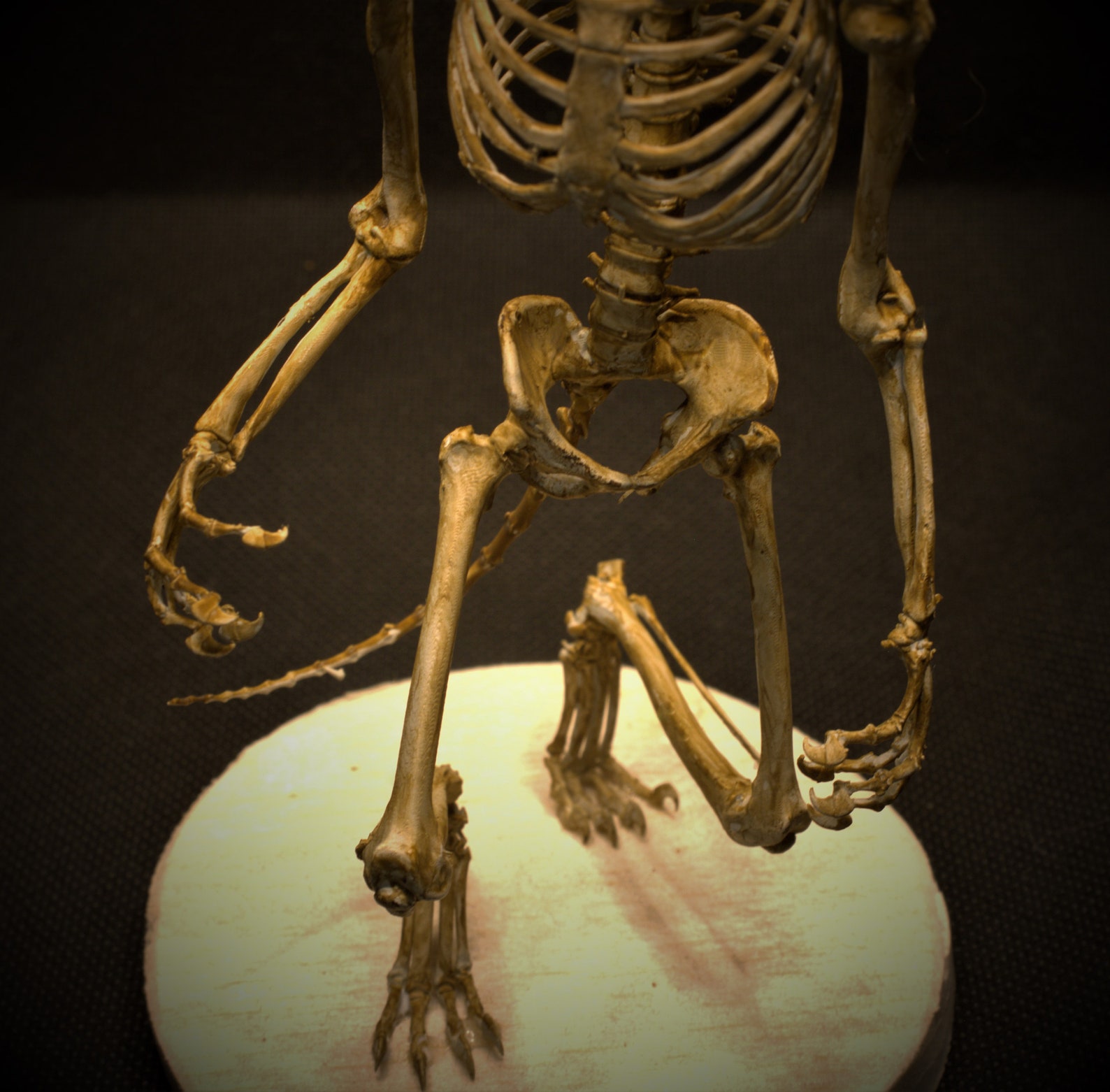 Werewolf Skeleton Curiosity Etsy