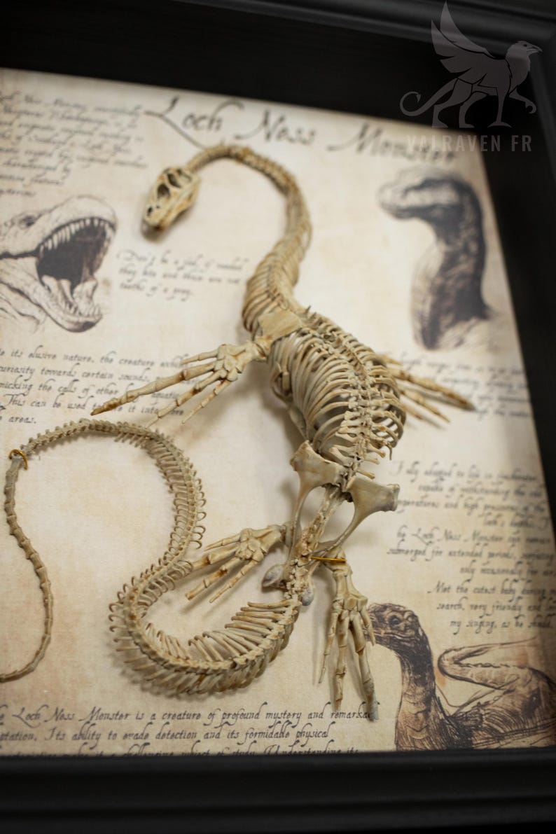 Op de afbeelding: Een ingelijst display van een skeletreplica van het Loch Ness-monster, met handgeschreven tekst over de mysterieuze aard van het wezen. De tekst bevat de zin "Het Loch Ness-monster is een schepsel van diepgaand mysterie en opmerkelijke aanpassing. Zijn vermogen om detectie te ontwijken en zijn formidabele fysieke eigenschappen blijven ons begrip uitdagen."
