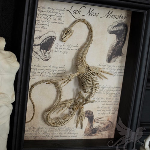 Loch Ness Monster skeleton in a frame, curiosity cabinet