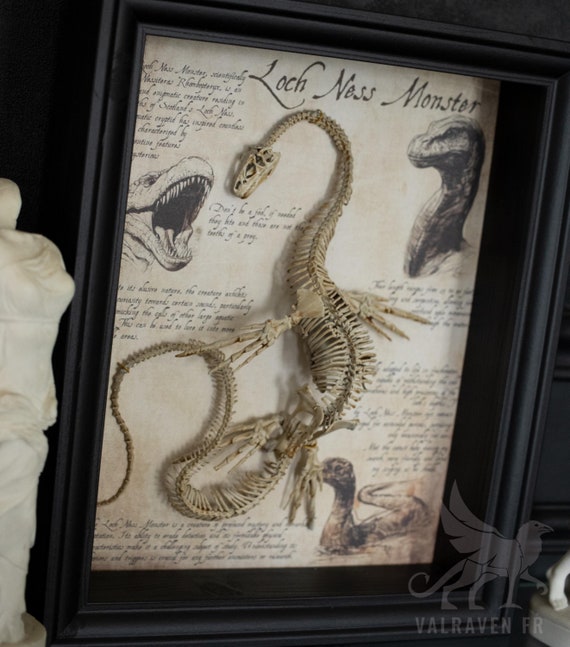 Loch  Ness Monster skeleton in a frame, curiosity cabinet
