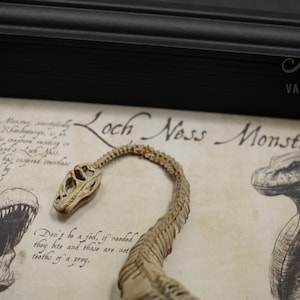 Op de afbeelding: Een ingelijste illustratie van het monster van Loch Ness met een skeletreplica van de nek en het hoofd van het wezen. De tekst "Loch Ness Monster" is geschreven in cursief schrift. De tekst "Wees geen dwaas, als nodig, bijten ze en dat zijn geen tanden van een prooi." staat onder de illustratie.