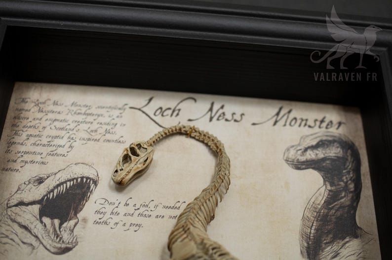 Op de afbeelding: Een ingelijste illustratie van het monster van Loch Ness met een skeletreplica van de nek en het hoofd van het wezen. De tekst "Loch Ness Monster" is geschreven in cursief schrift. De tekst "Wees geen dwaas, als nodig, bijten ze en dat zijn geen tanden van een prooi." staat onder de illustratie.