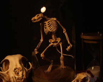 Werewolf skeleton, curiosity cabinet