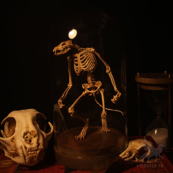 Werewolf skeleton, curiosity cabinet