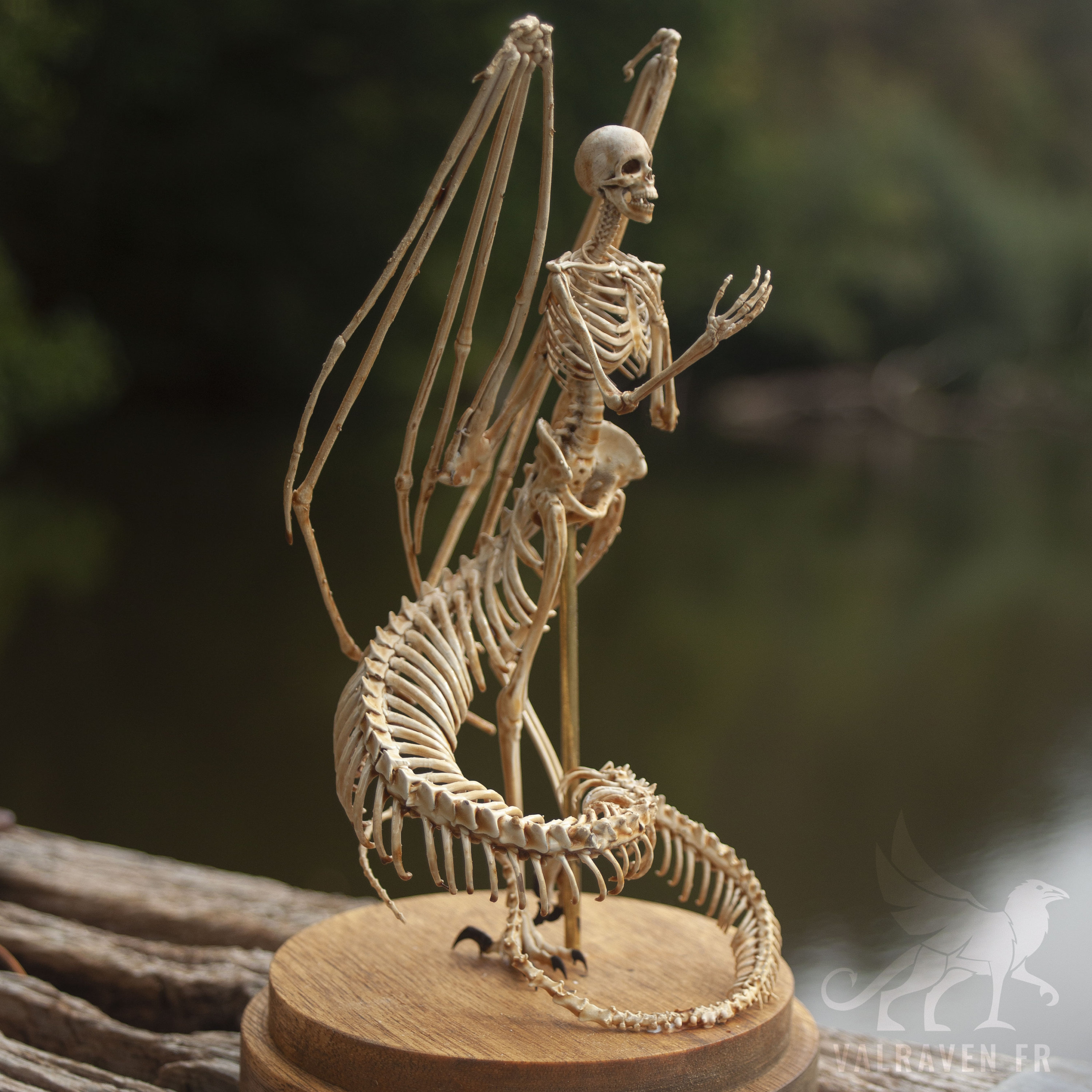 Melusina Skeleton, Curiosity Cabinet - Etsy
