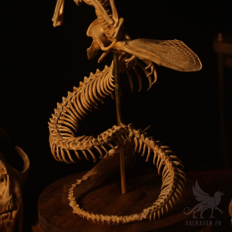 Mermaid skeleton, curiosity cabinet image 7
