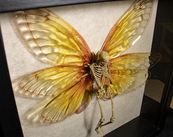 Fairy skeleton, curiosity cabinet