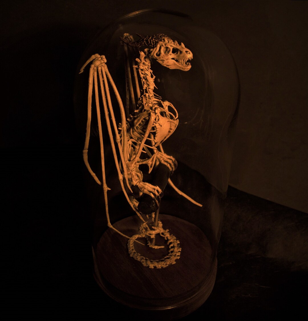 Wyvern Skeleton Curiosity Cabinet - Etsy