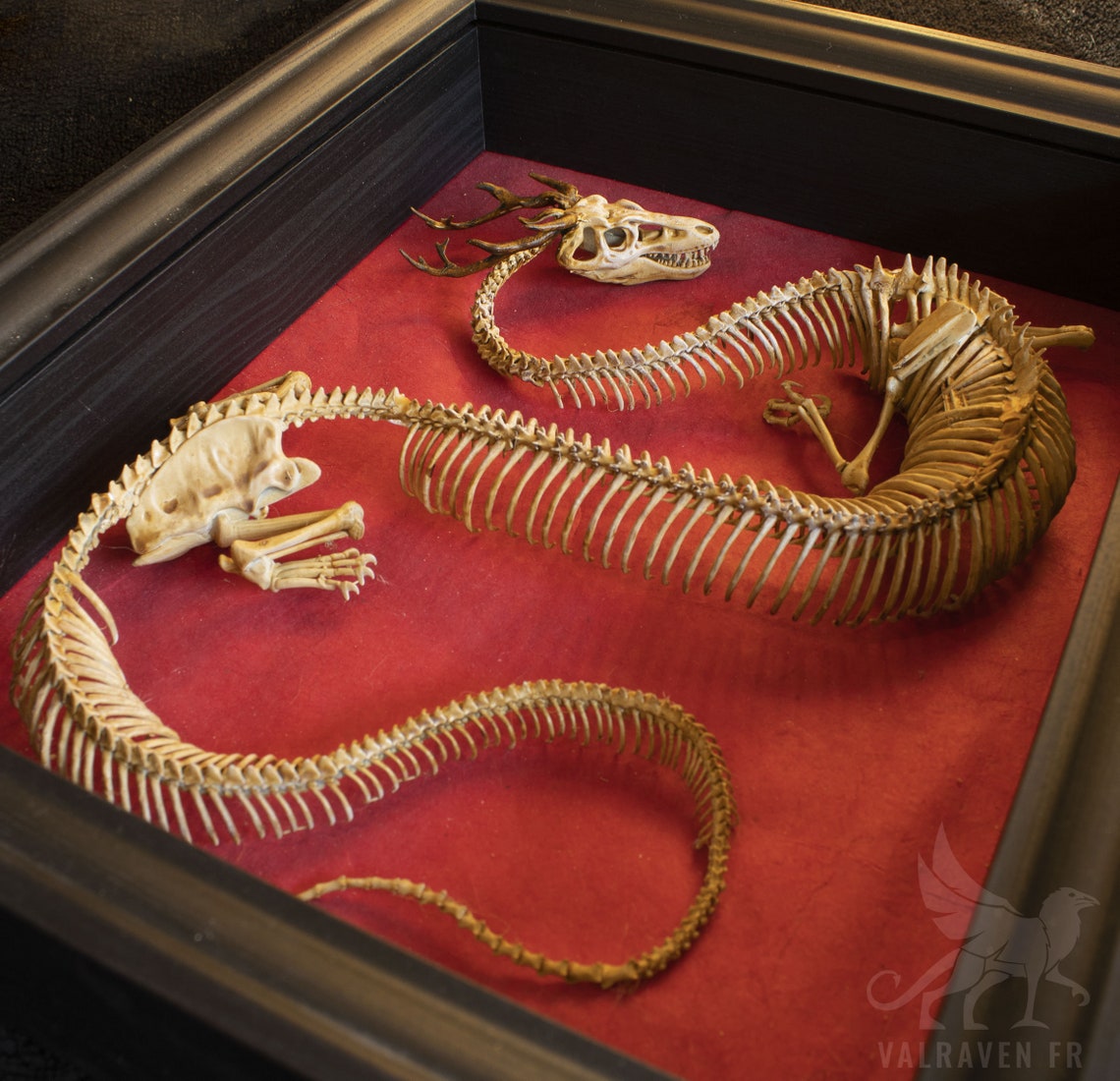 Eastern Dragon Skeleton, Curiosity Cabinet - Etsy