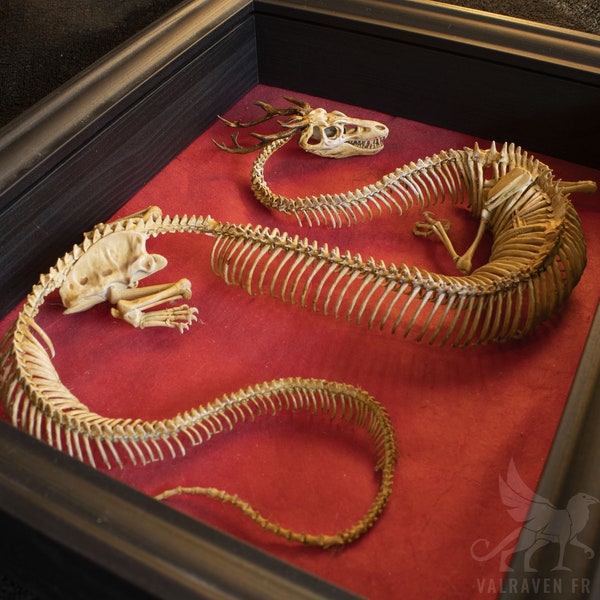 Esqueleto de dragón oriental, gabinete de curiosidades