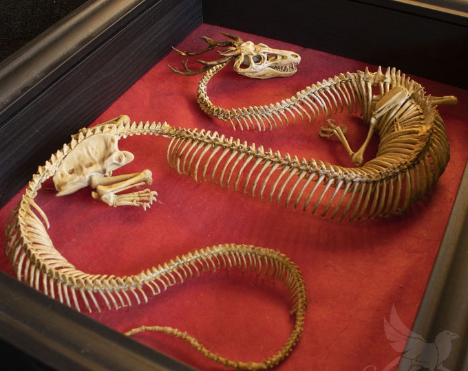 Eastern Dragon Skeleton, Curiosity Cabinet - Etsy
