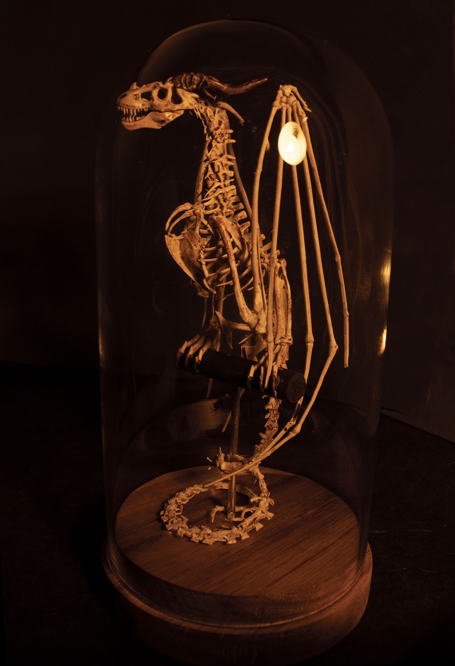 Wyvern Skeleton Curiosity Cabinet | Etsy