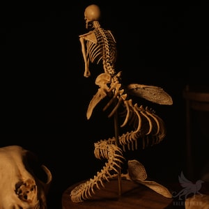 Mermaid skeleton, curiosity cabinet image 8