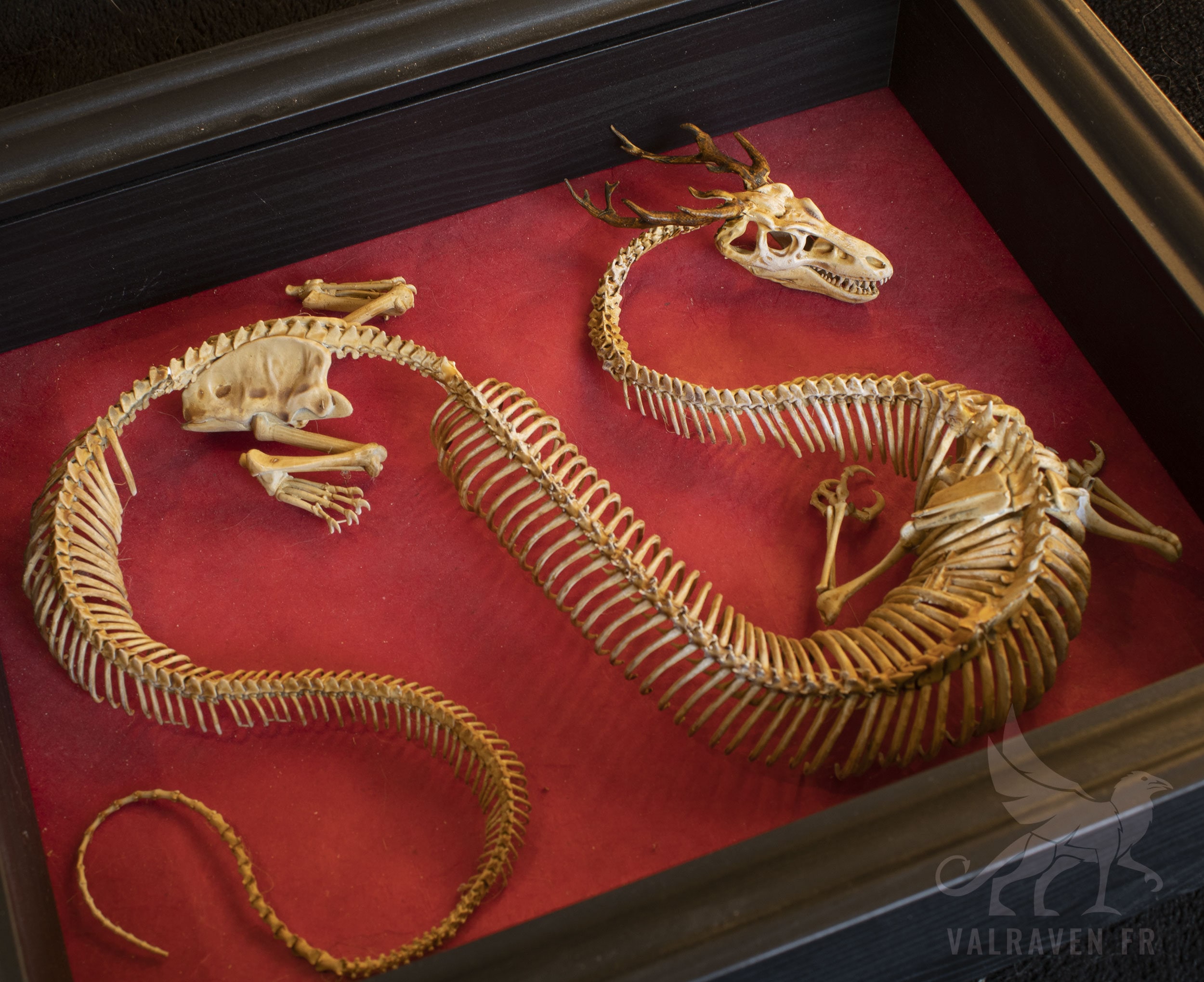 Eastern Dragon Skeleton, Curiosity Cabinet - Etsy