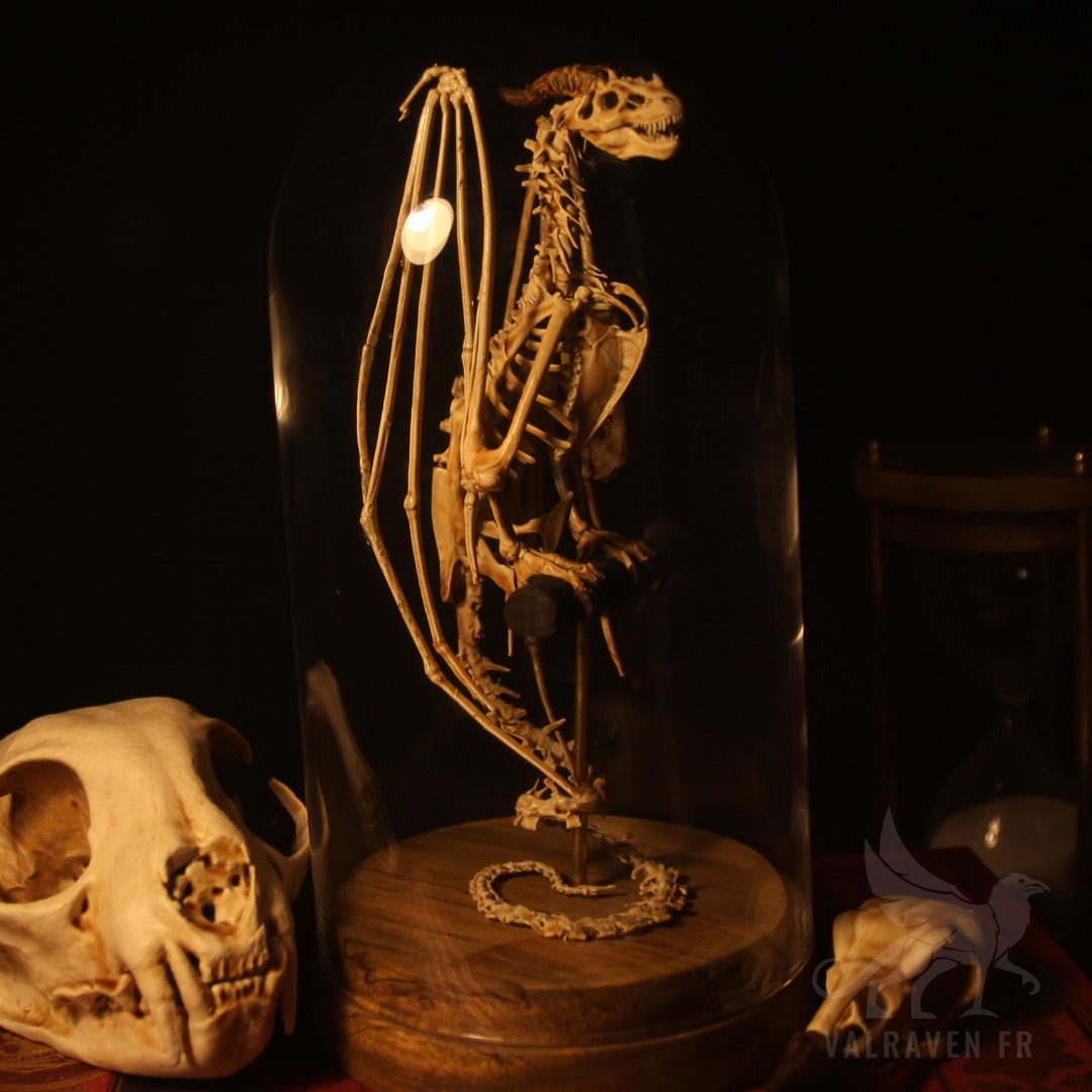 Wyvern Skeleton, Curiosity Cabinet - Etsy