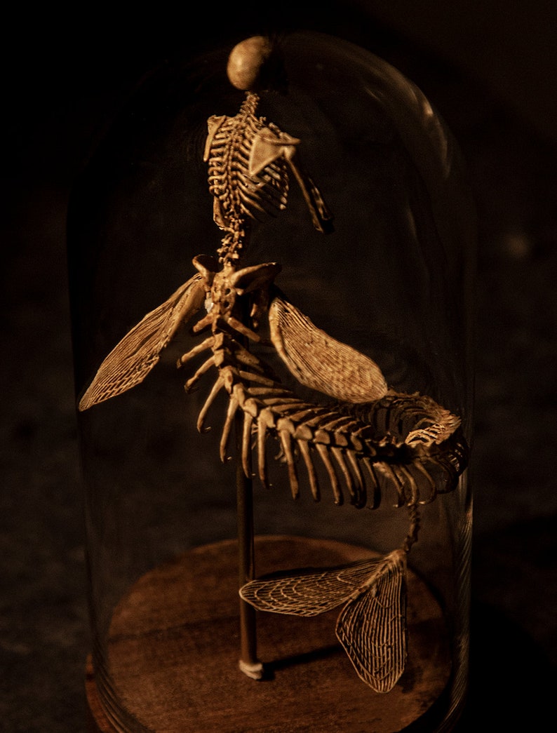 Mermaid skeleton, curiosity cabinet image 2