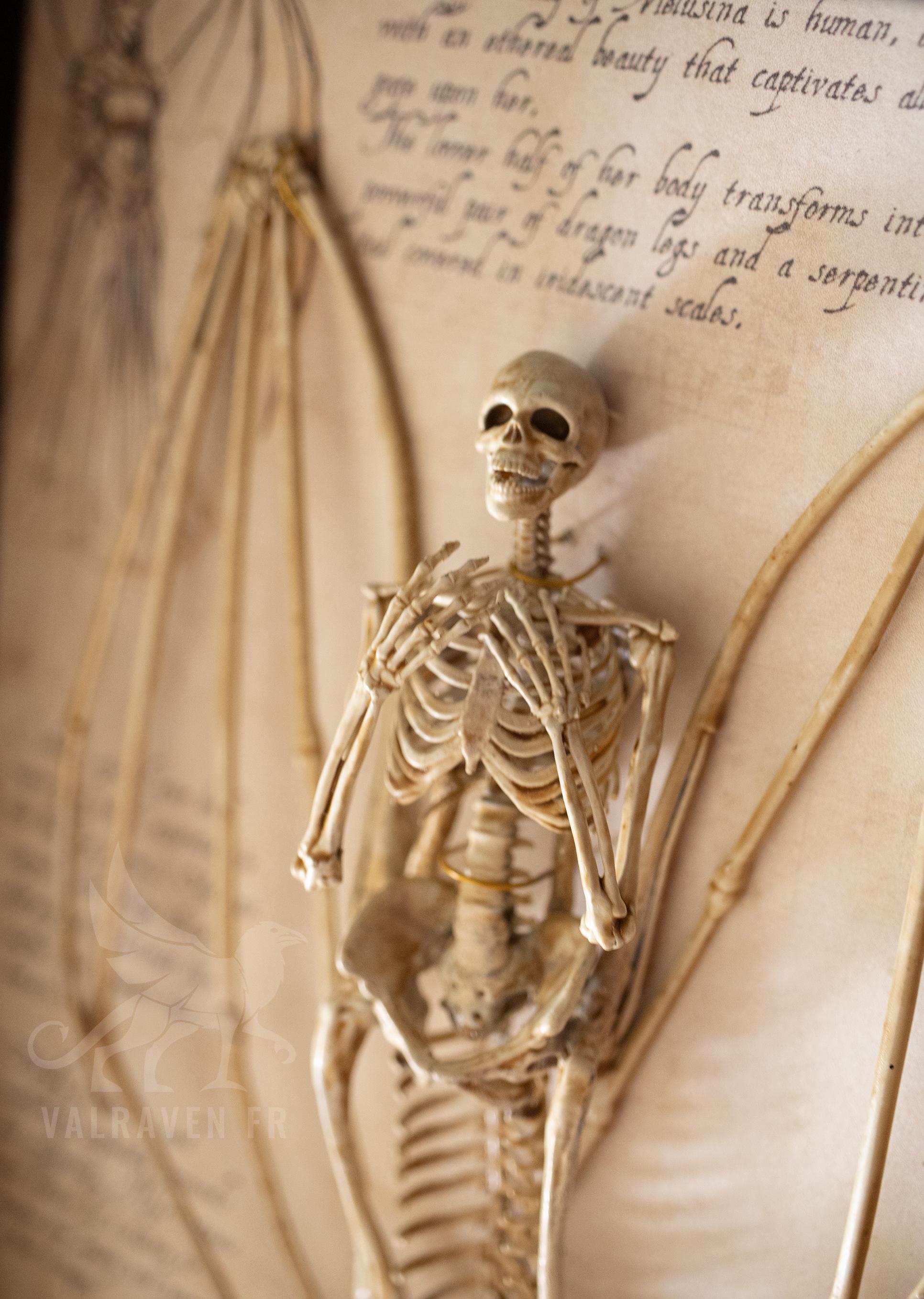 Melusina Skeleton in a Frame, Curiosity Cabinet - Etsy