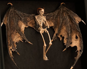 Bat winged demon skeleton, curiosity cabinet